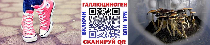 Купить закладки  Клин  Галлюциногенные грибы прущие грибы 